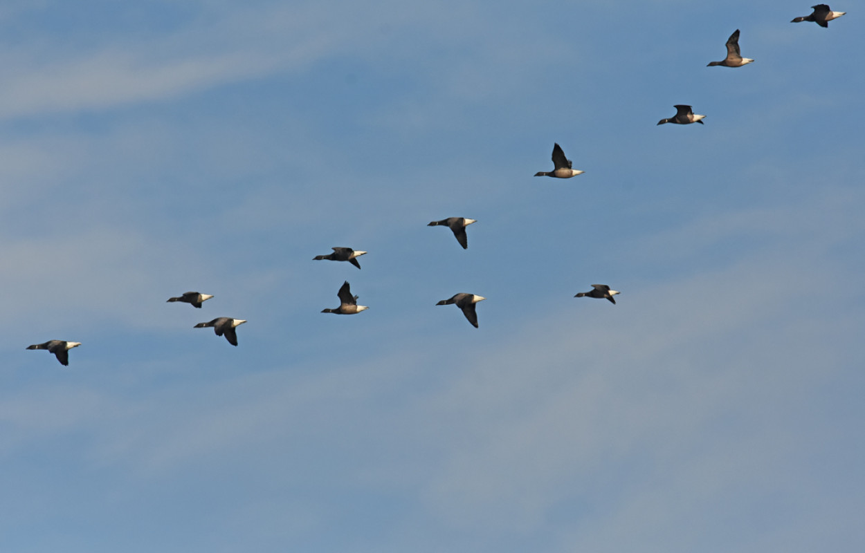 Brent Geese, by Moss Taylor / BTO