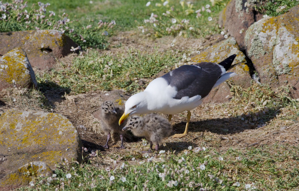 Lesser Black-backed Gull & chicks by Edmund Fellowes / BTO