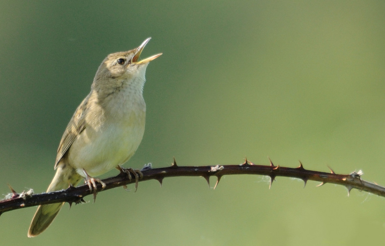 Grasshopper Warbler in song, Amy Lewis