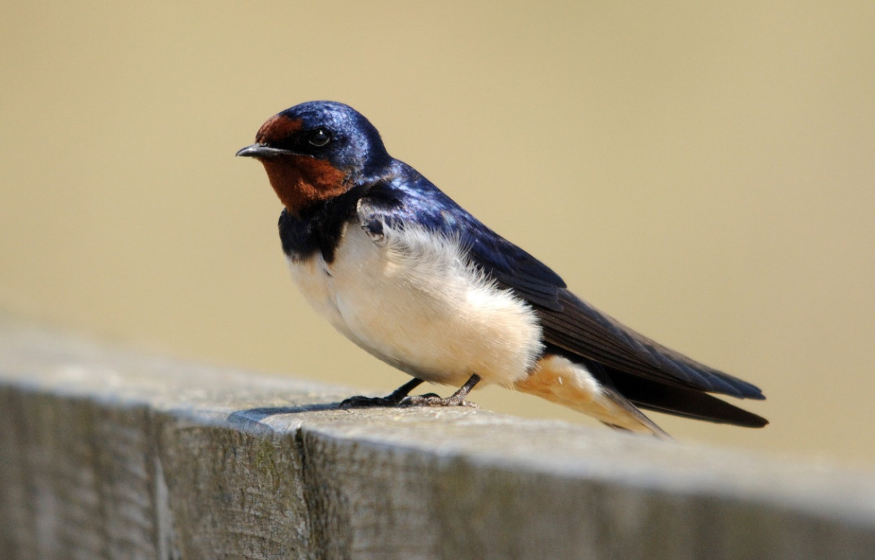 Swallow, Amy Lewis