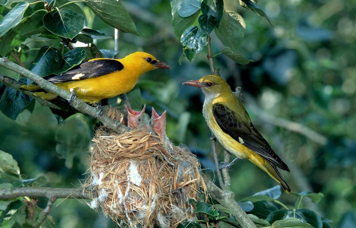 Golden Orioles, by Chris Knights / BTO