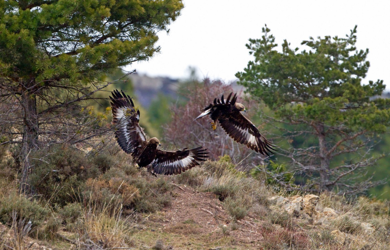 Golden Eagles, by Chris Knights / BTO
