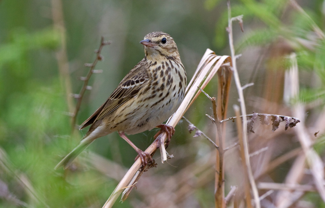 Tree Pipit by Chris Knights