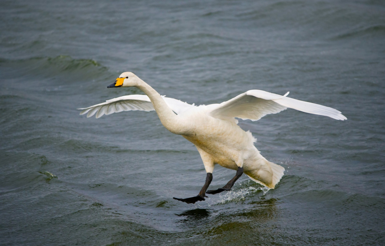 Whooper Swan by Edmund Fellowes
