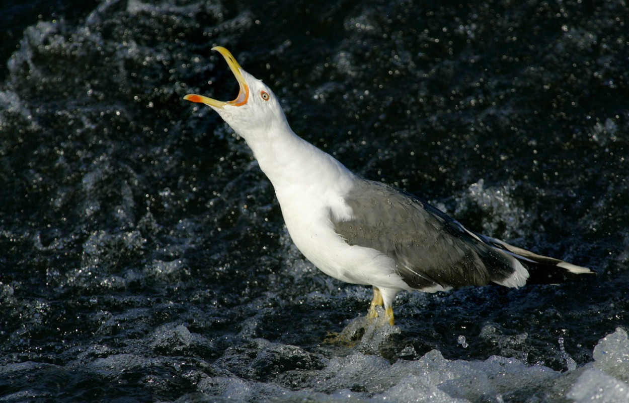 Lesser Black-backed Gull. Edmund Fellowes