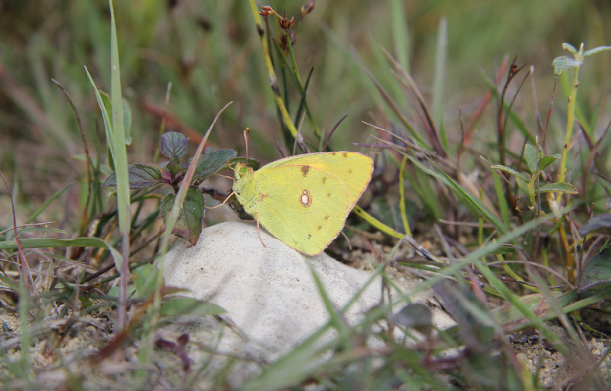 Clouded Yellow butterfly, by Mike Toms / BTO