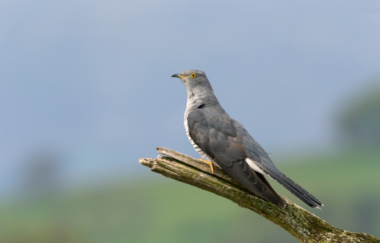 Cuckoo, by Edmund Fellowes / BTO