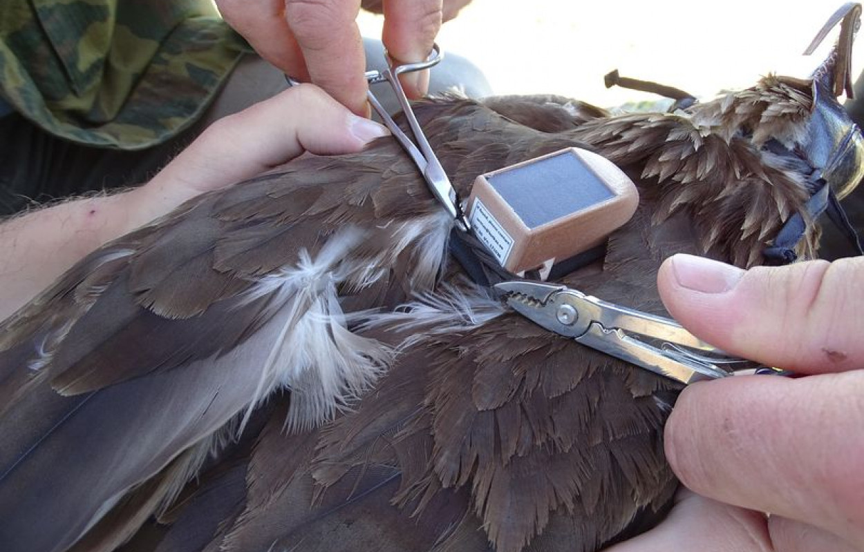 GPS-tagging a Greater Spotted Eagle by Valery Dombrovski