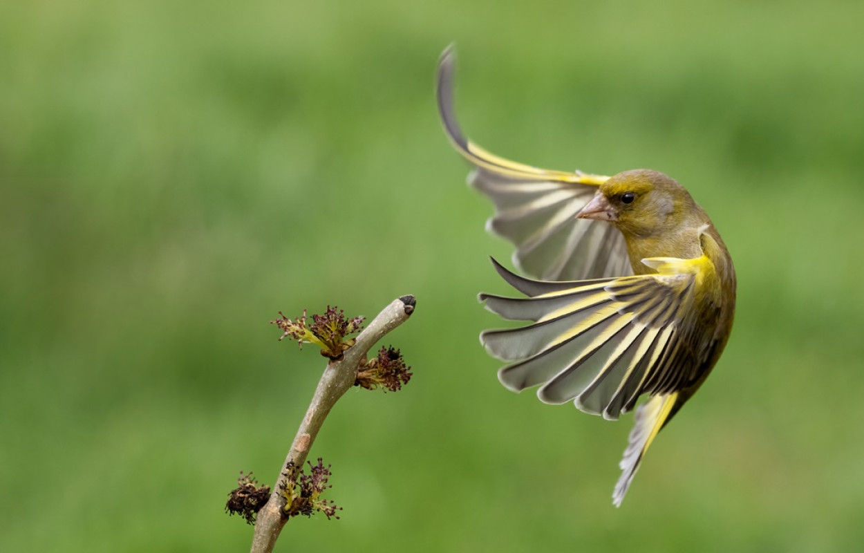 Greenfinch, by Edmund Fellowes / BTO