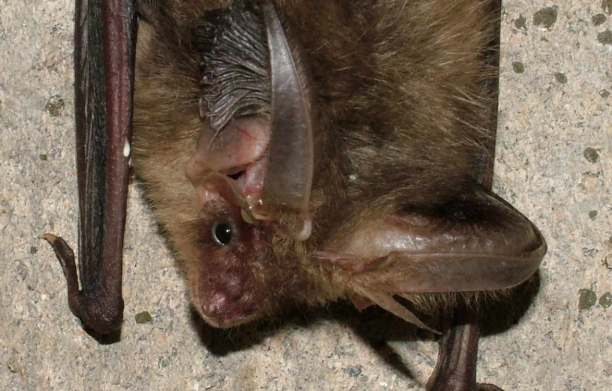 Brown Long-eared Bat, Jez Blackburn