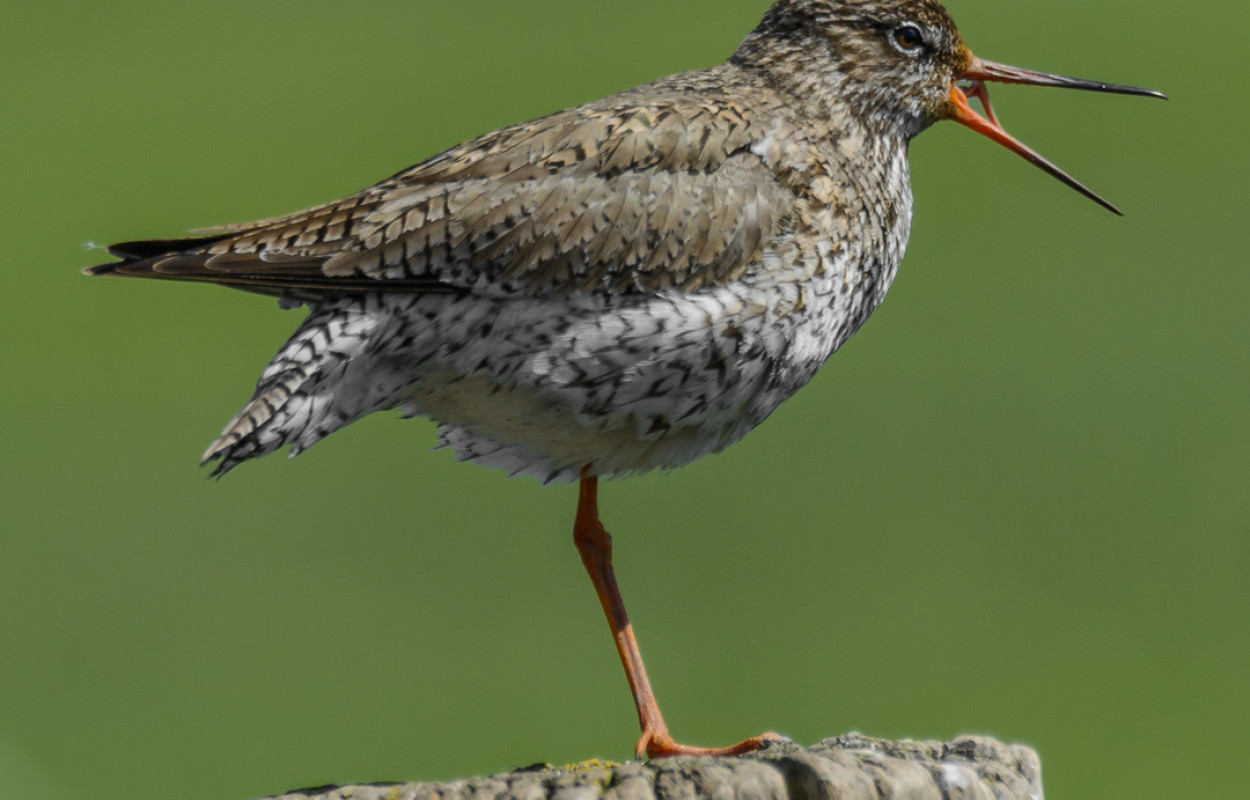 A Redshank perched on a fencepost with its bill open photographed by Philip Croft