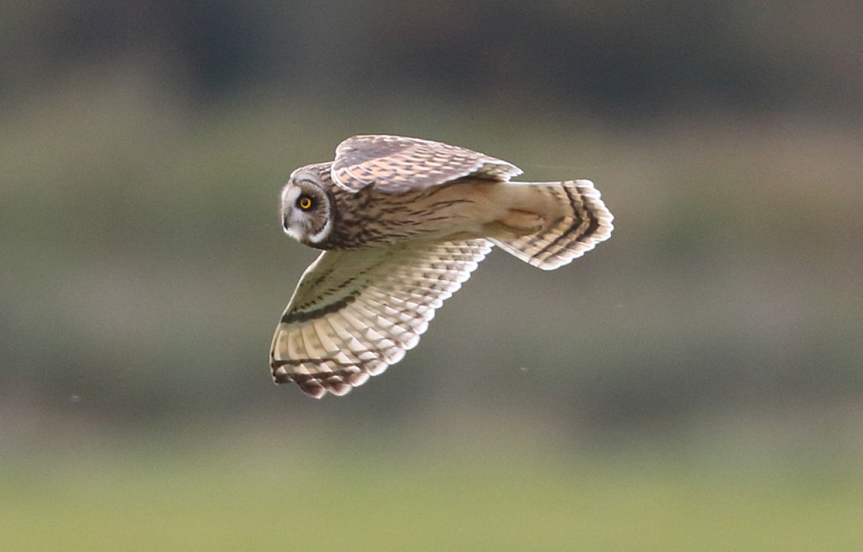 Short-eared Owl in flight, by Liz Cutting / BTO