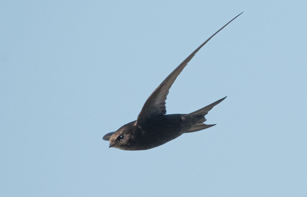 Swallow, by Philip Croft / BTO