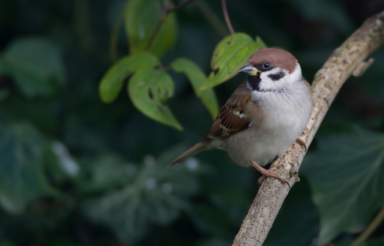 Tree Sparrow, by Liz Cutting