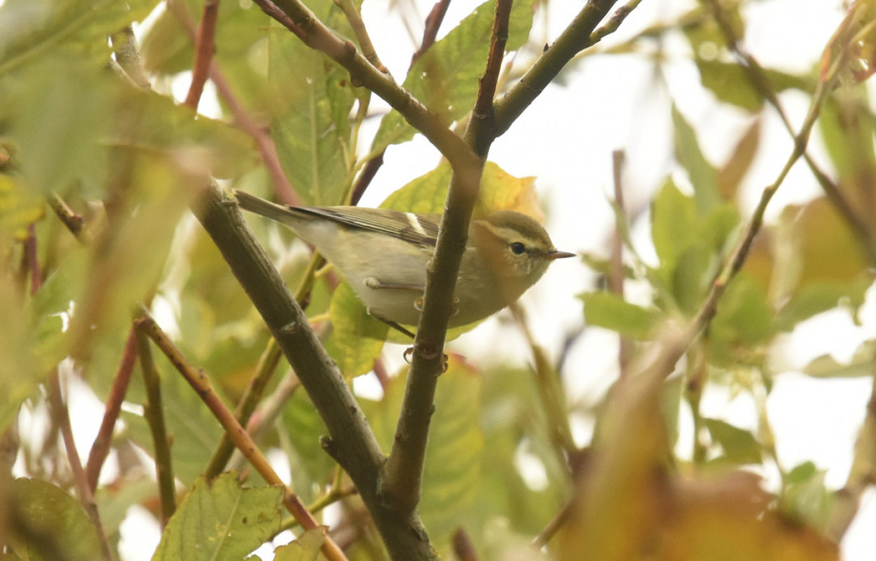 Yellow-browed Warbler, by Moss Taylor / BTO