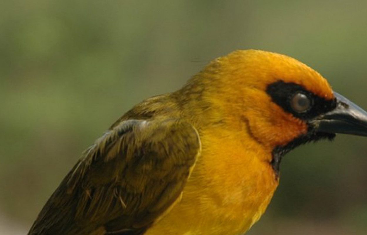 Black-necked Weaver. Photograph by Mark Hulme