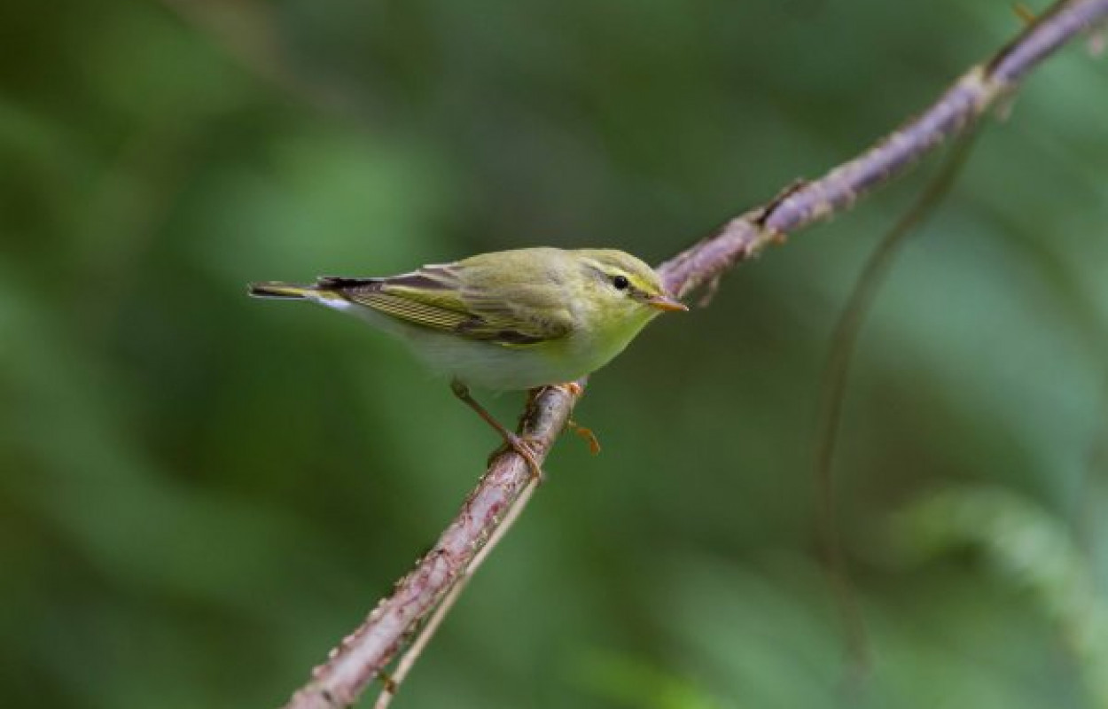 Wood Warbler. Photograph by Edmund Fellowes