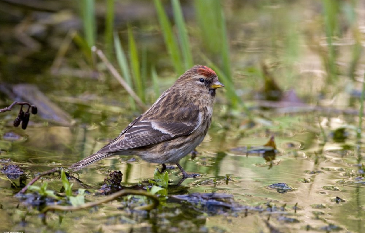 Lesser Redpoll, photograph by Chris Knights