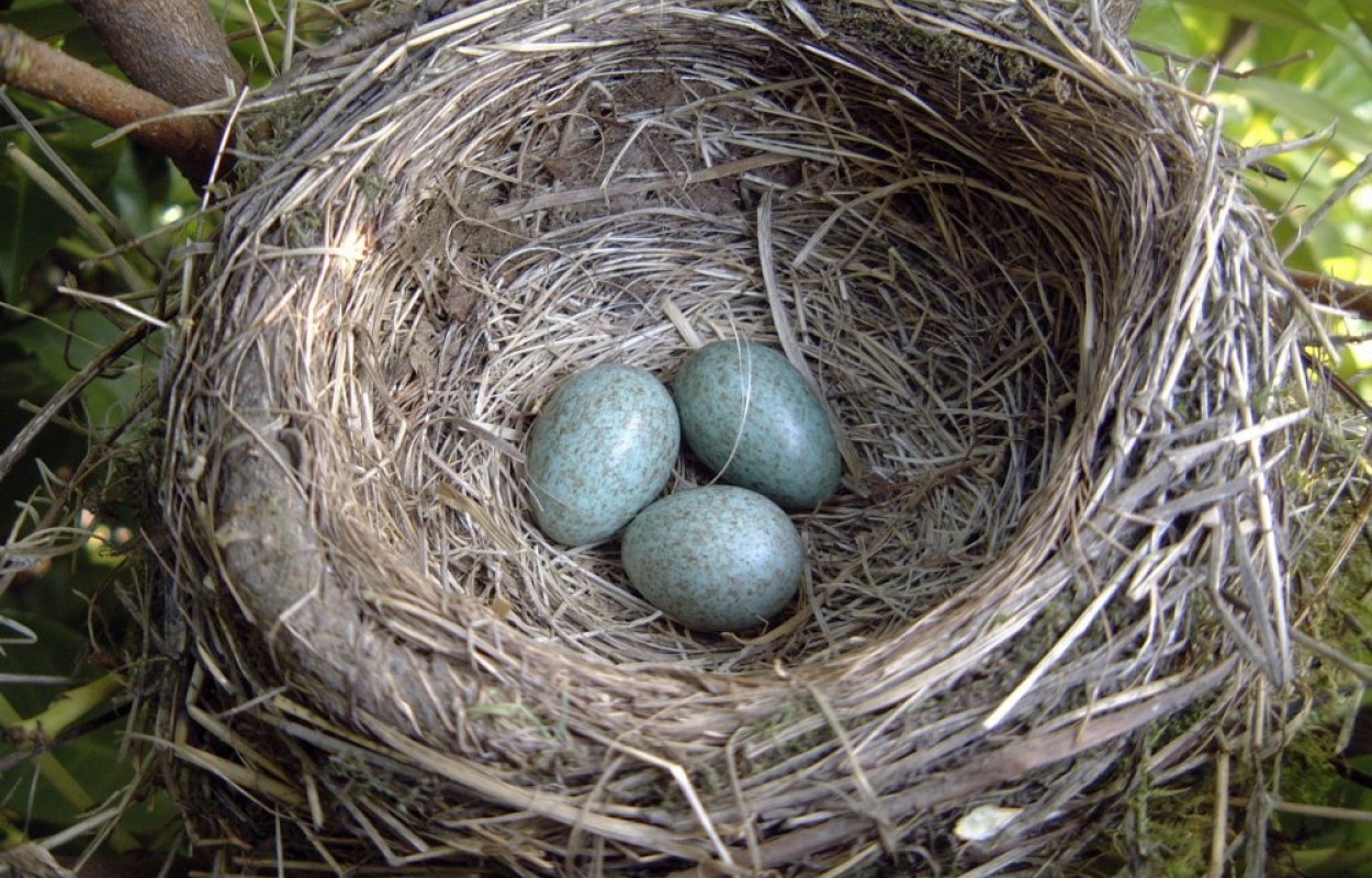 Blackbird nest, photograph by Herbert&Howells