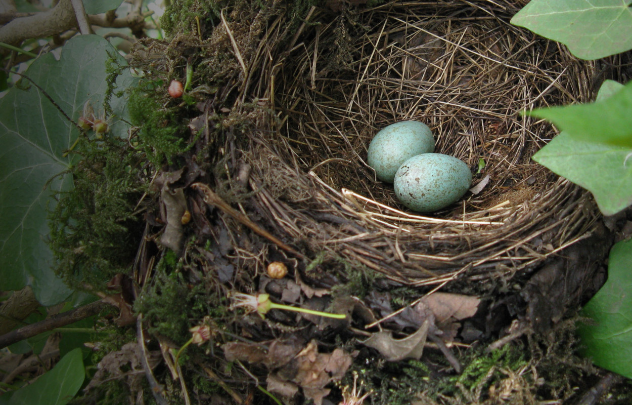 Blackbird Eggs. BTO