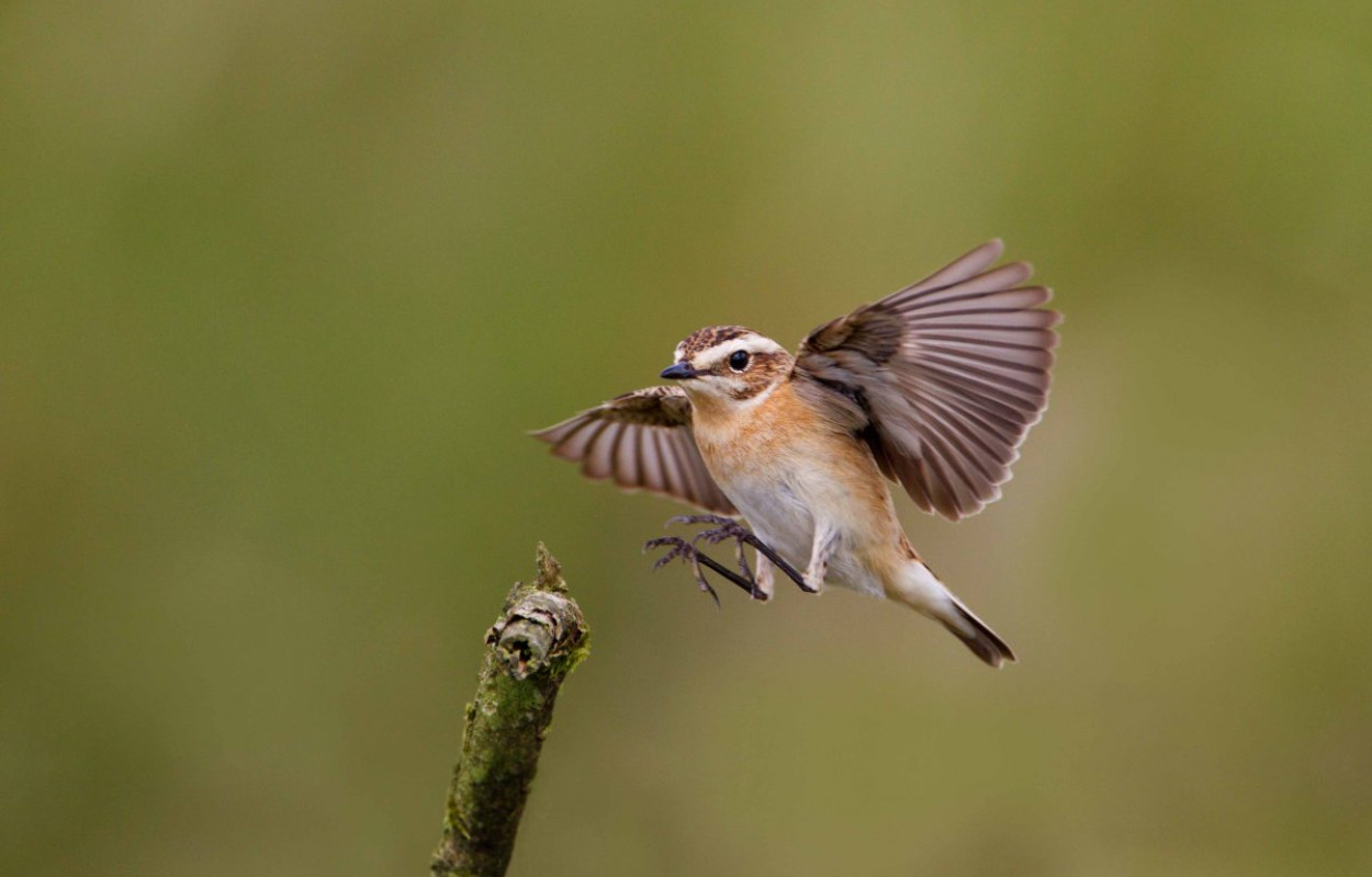 Whinchat, photograph by Edmund Fellowes