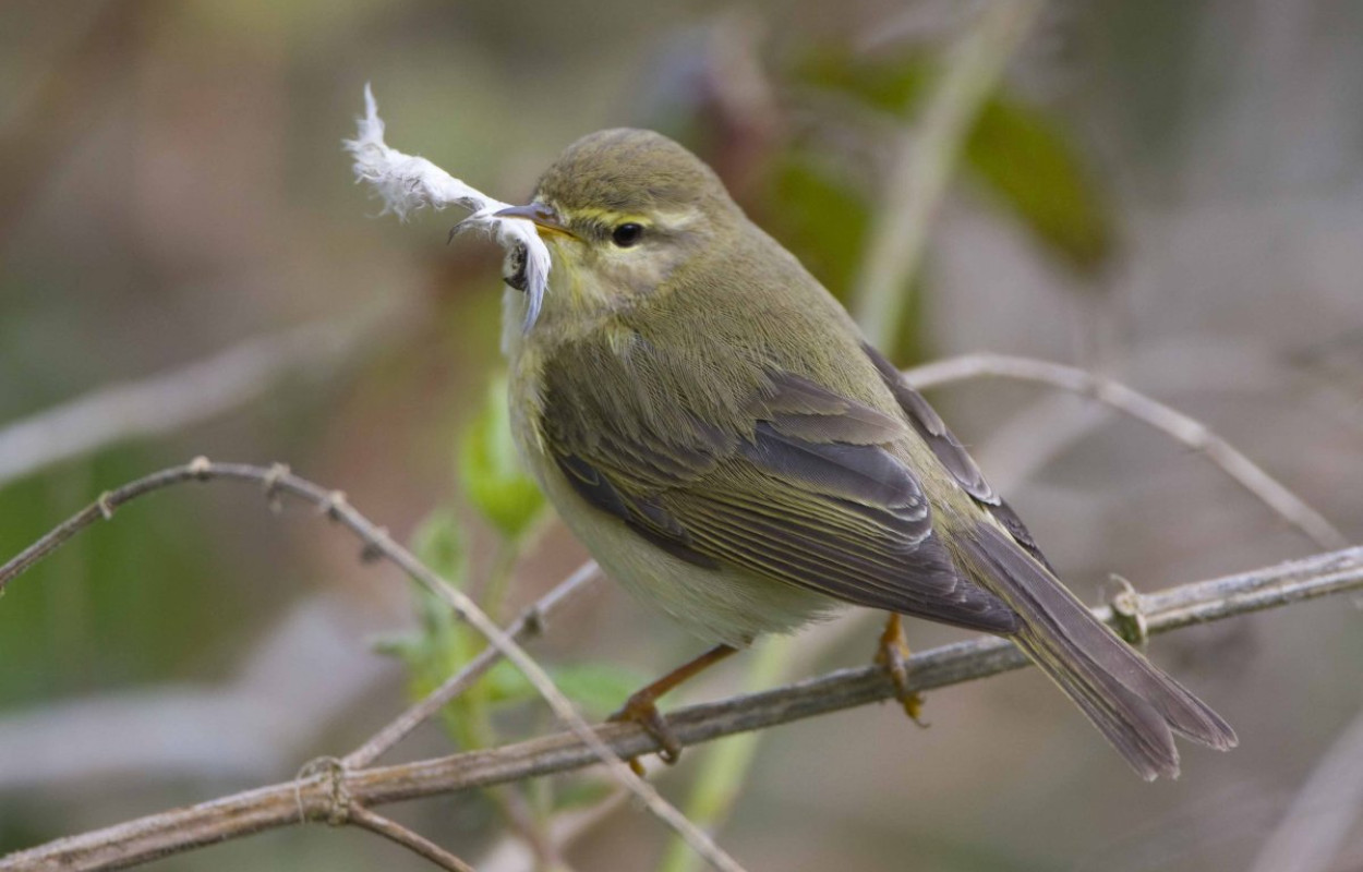 Willow Warbler, photograph by Chris Knights