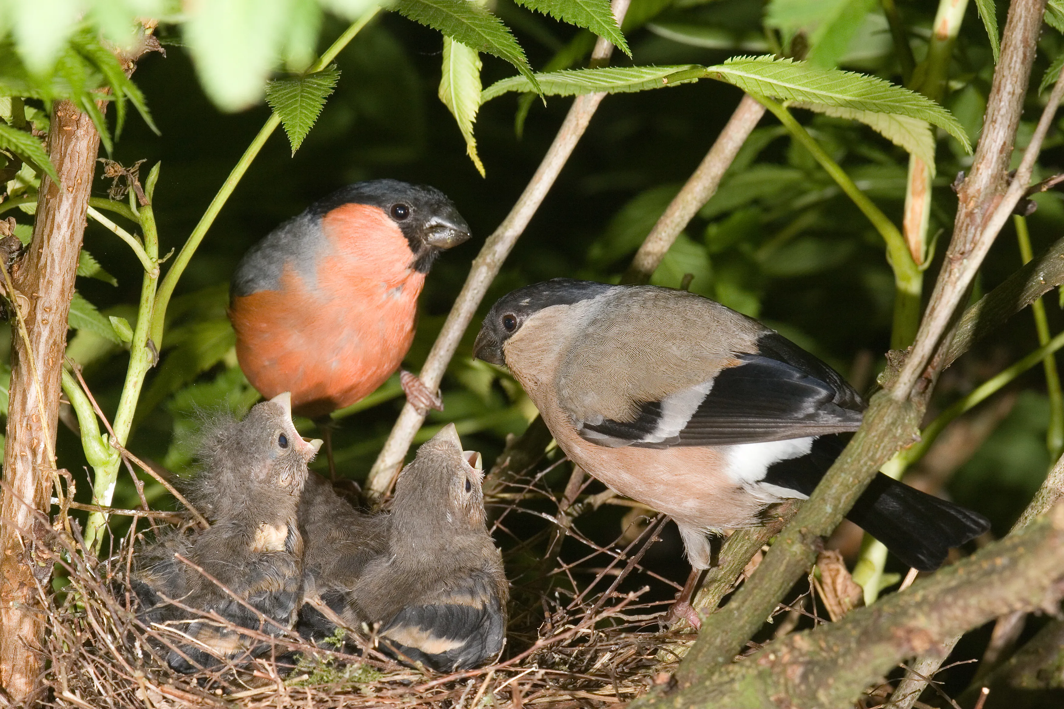 Bullfinch pair with young by John Harding / BTO