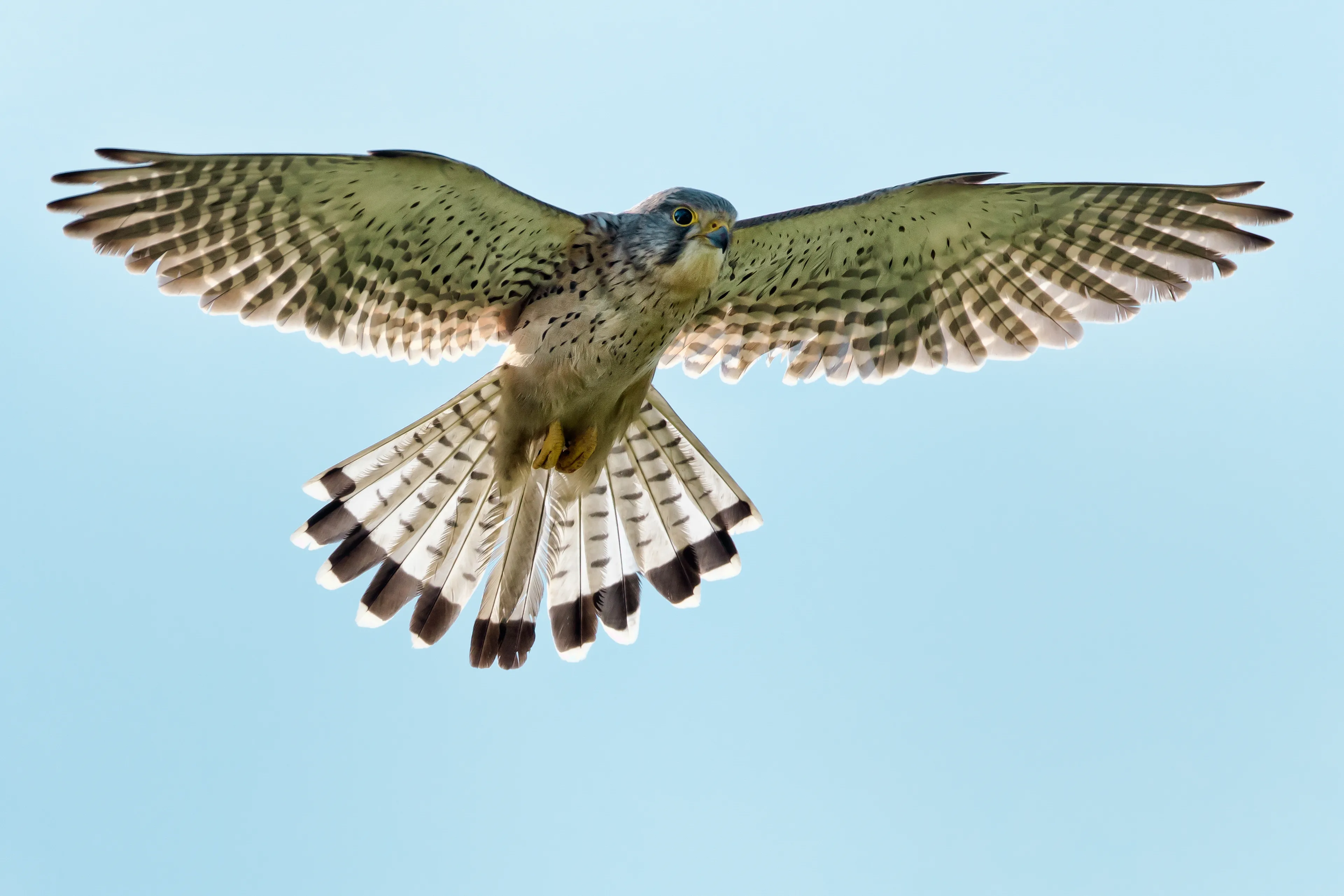 Kestrel - Falco tinnunculus, by Paul Hillion