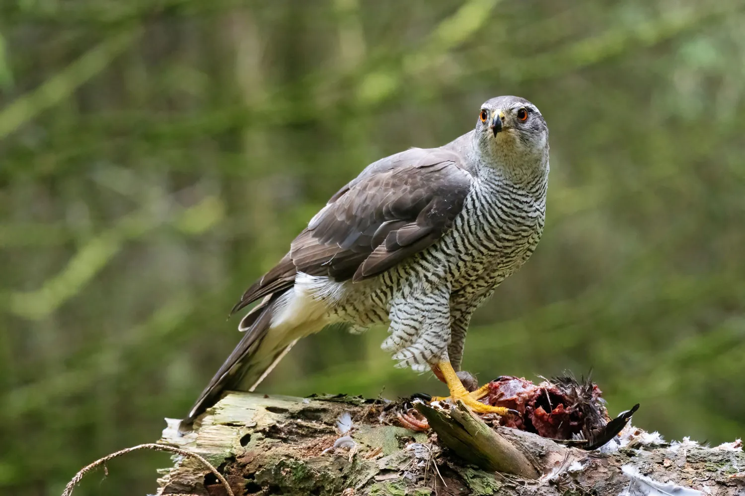 GPS tracking of young Goshawks in lowland England