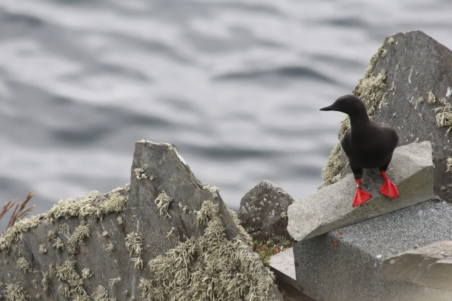 Ringed Black Guillemot, by Daniel Johnston / BTO