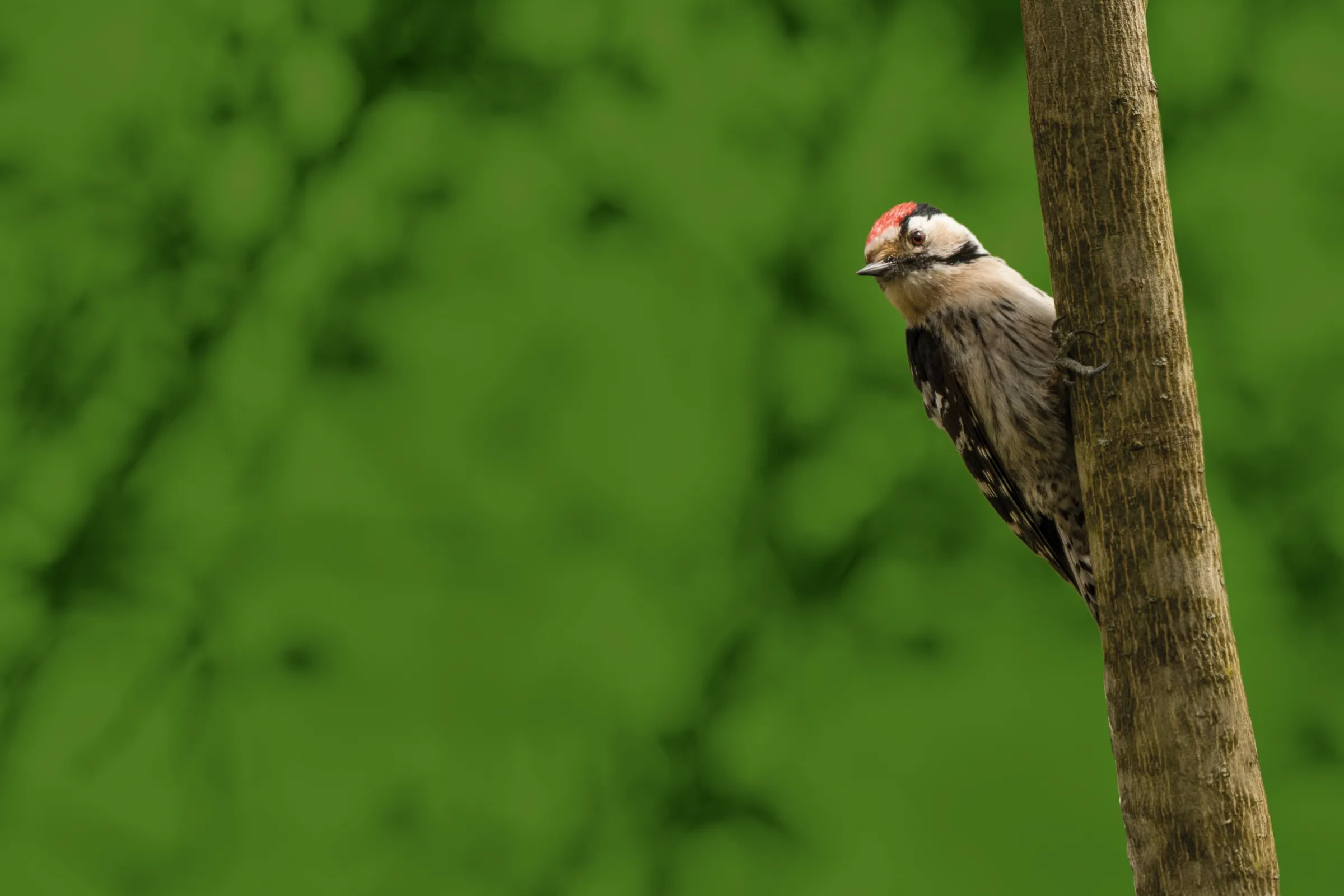 Lesser Spotted Woodpecker, by Szymon Bartosz / iStock