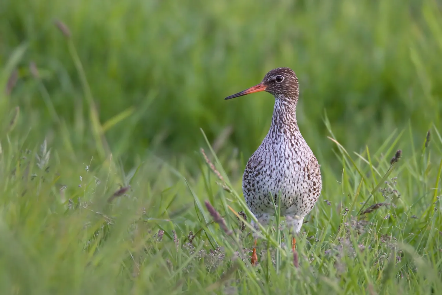 Redshank, by Liz Cutting / BTO