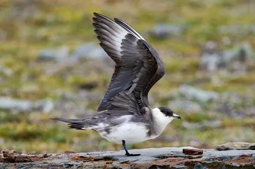 Arctic Skua, by Edmund Fellowes