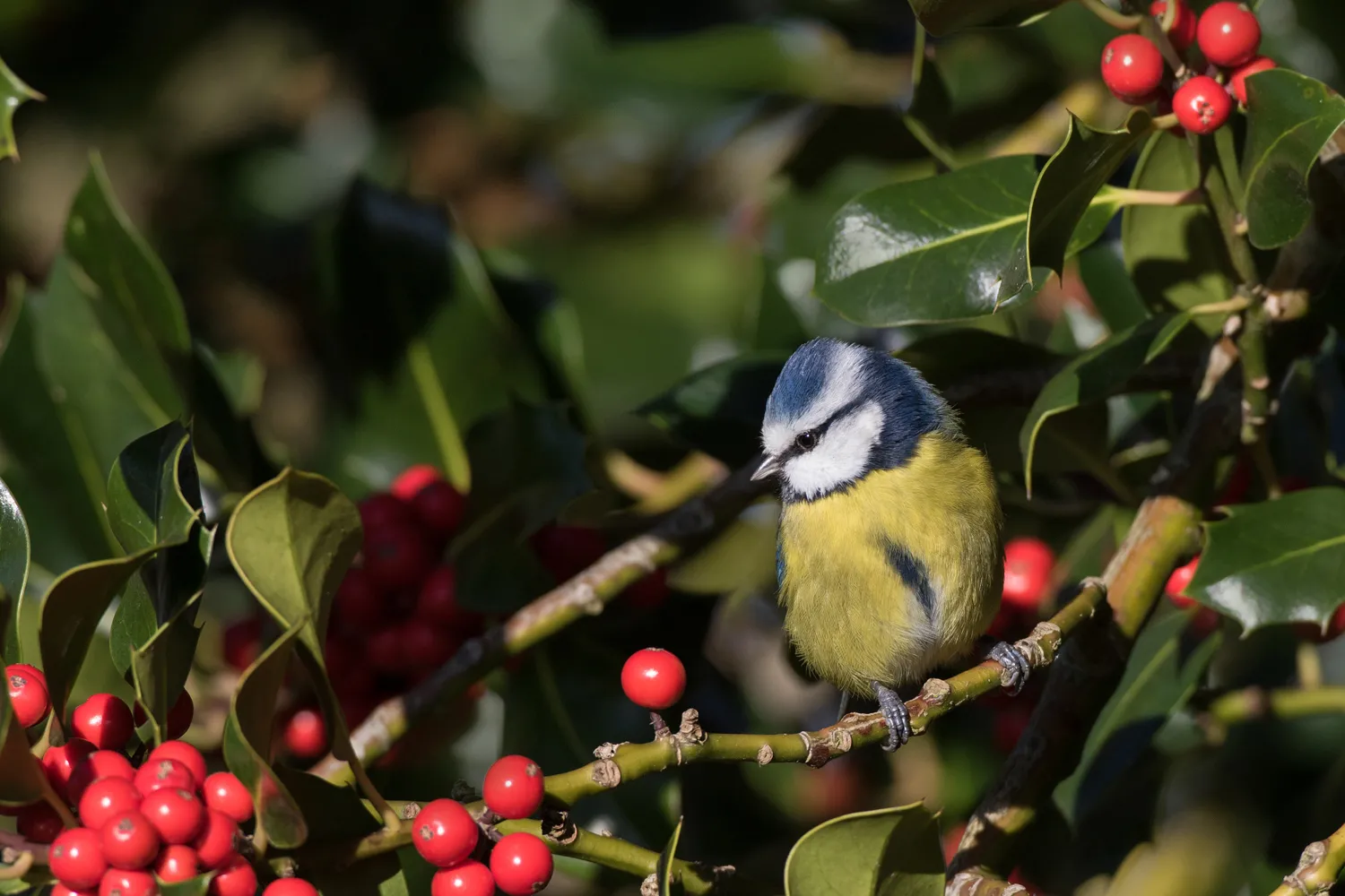 Blue Tit, by Liz Cutting / BTO