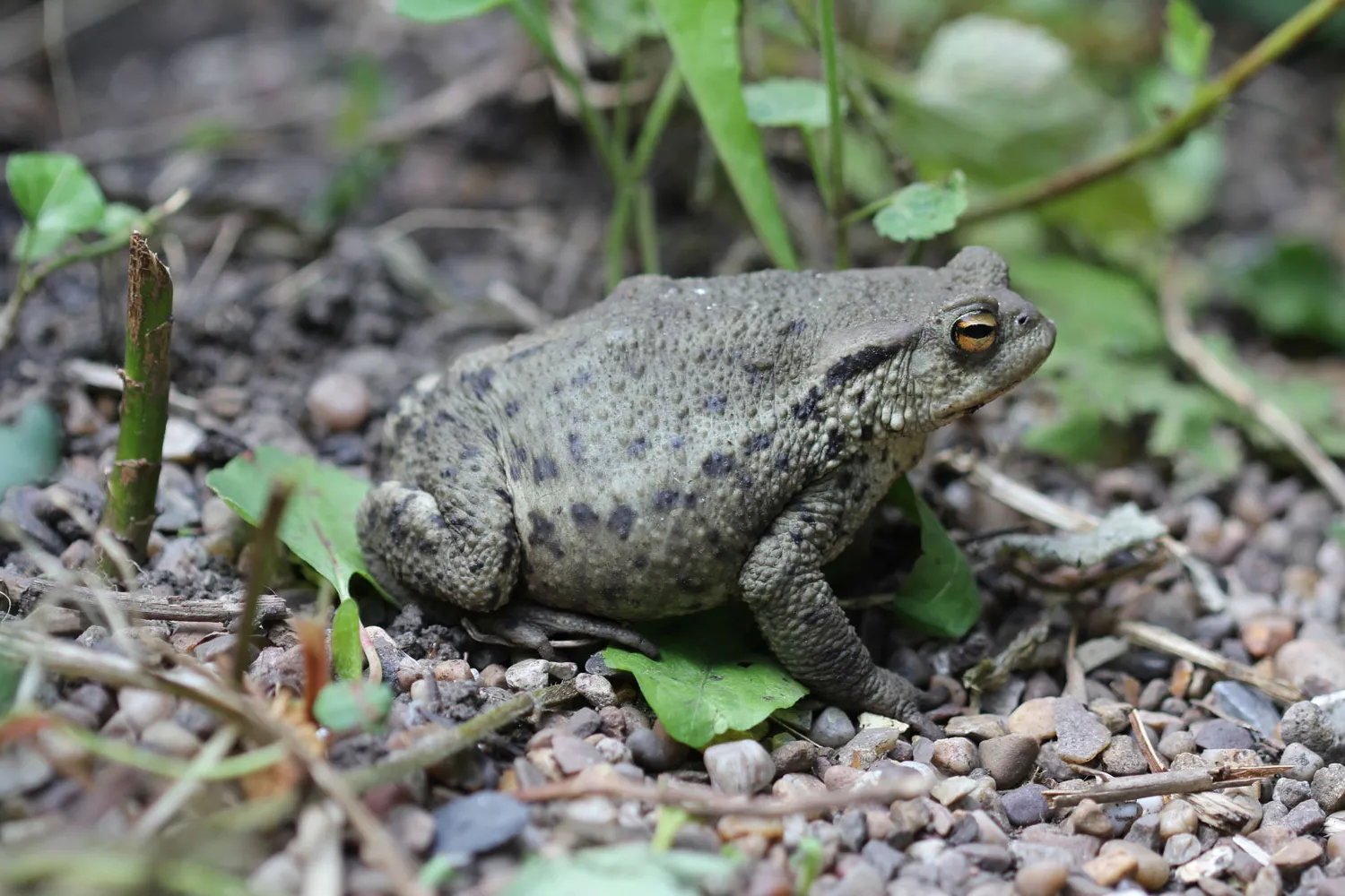 Common Toad, by Mike Toms / BTO