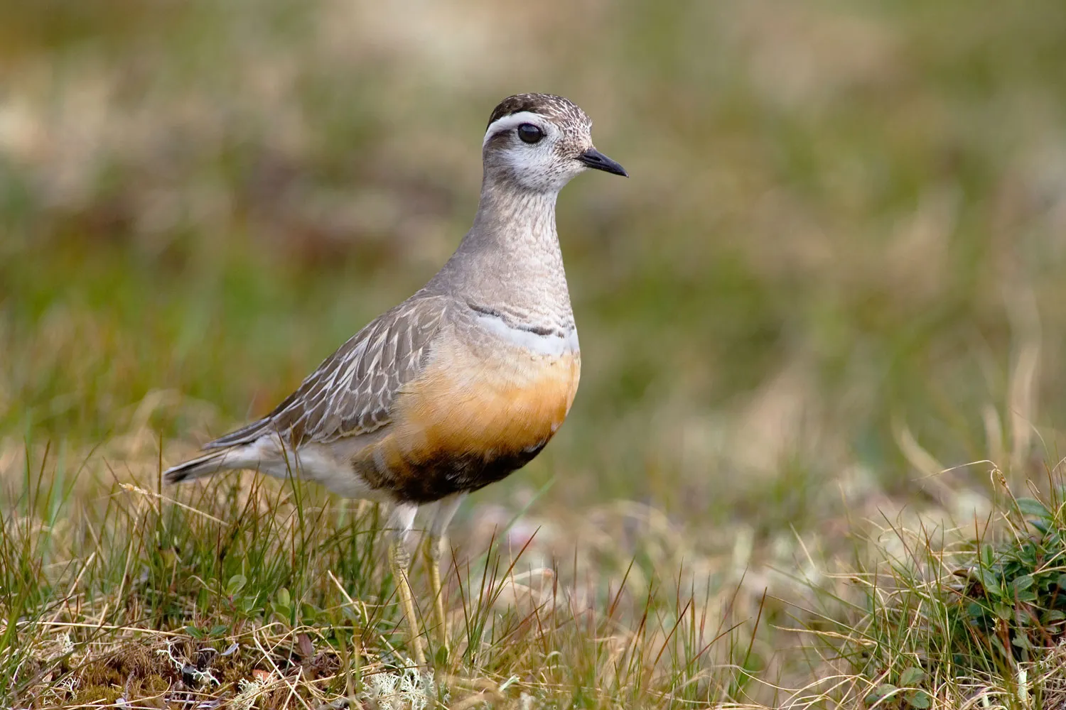 Puffin, by Sarah Kelman / BTO
