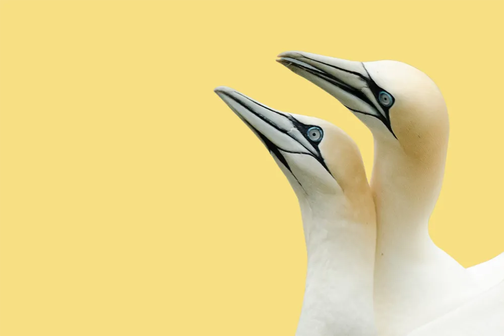 Support ourt research