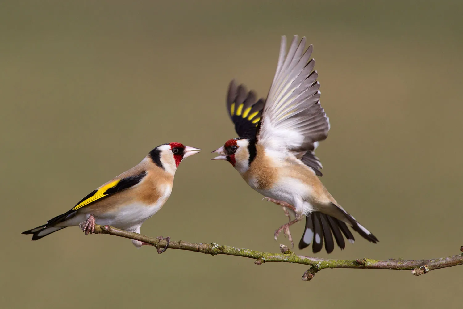 Support our core surveys