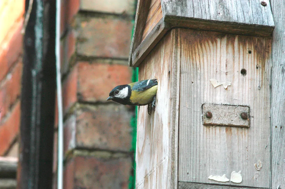 Nest boxes