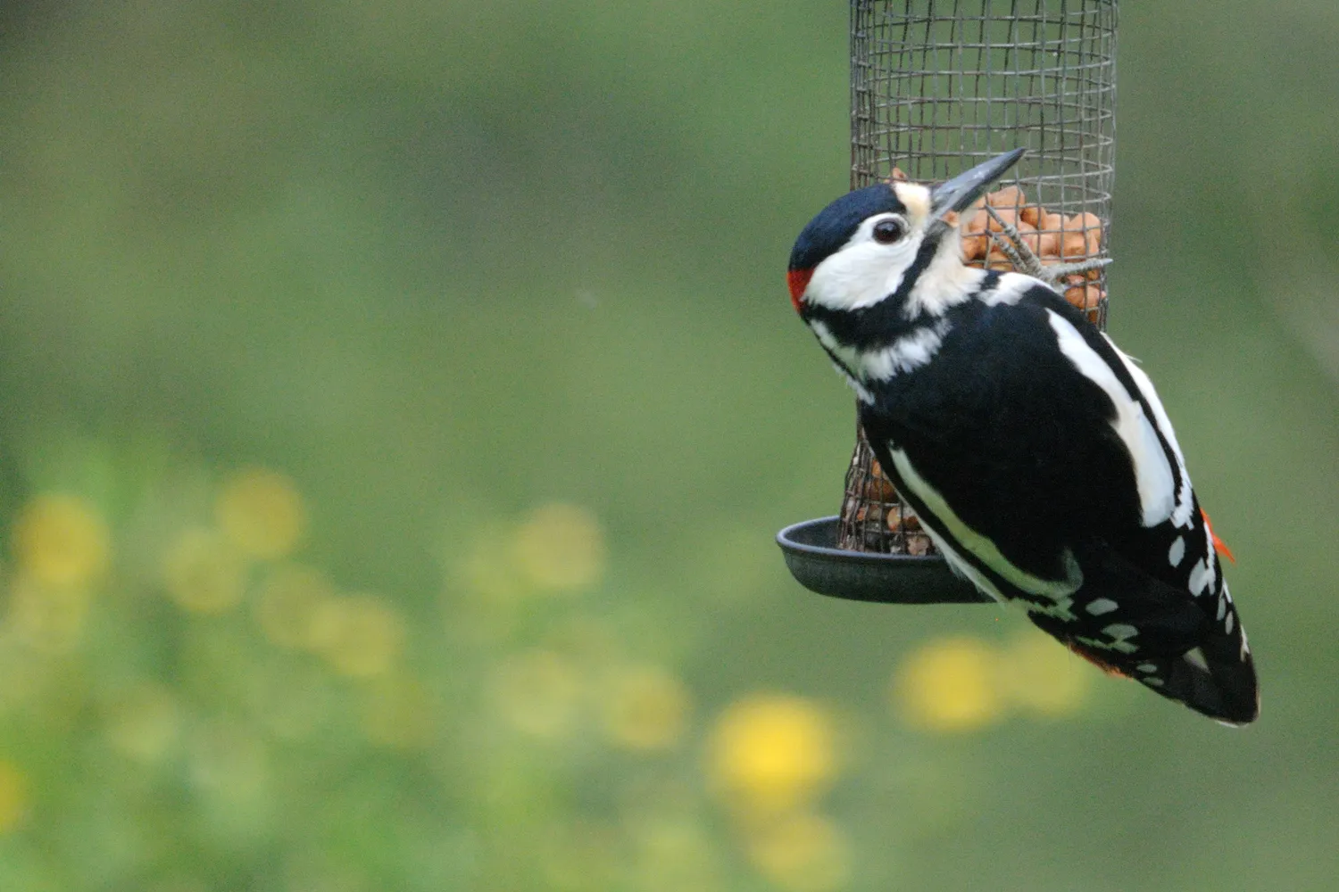 Great Spotted Woodpecker, by Amy Lewis