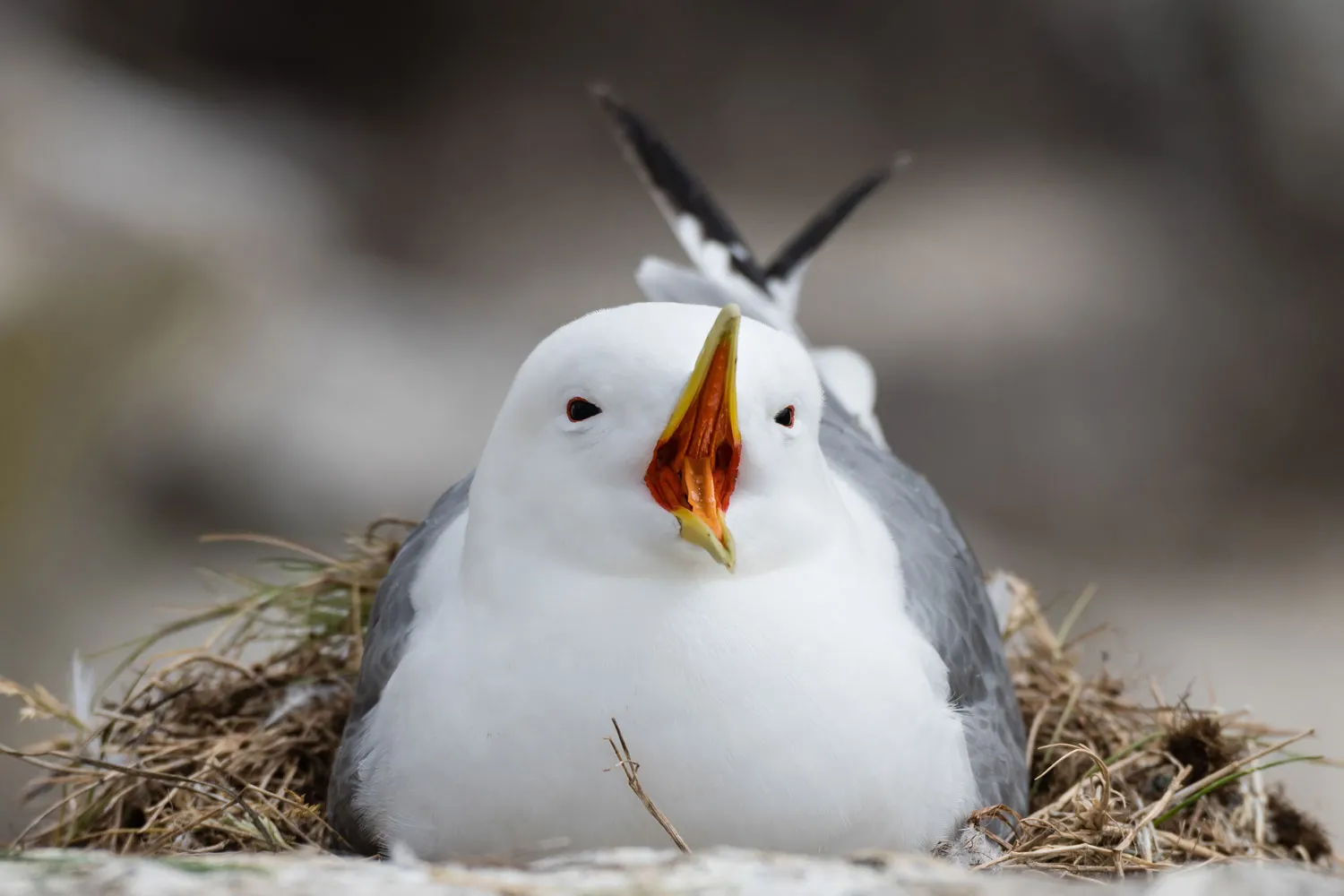 Kittiwake, by Philip Croft / BTO