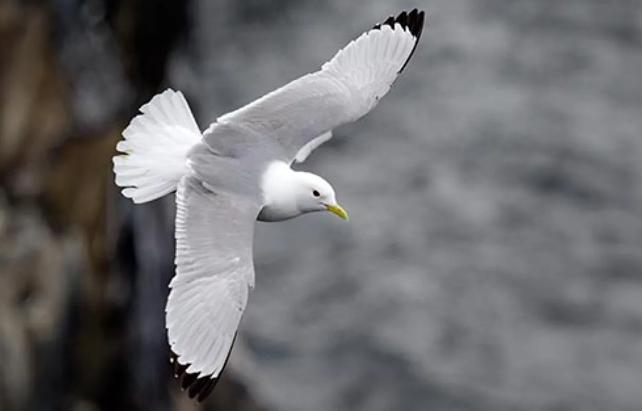 Kittiwake, by Edmund Fellowes / BTO