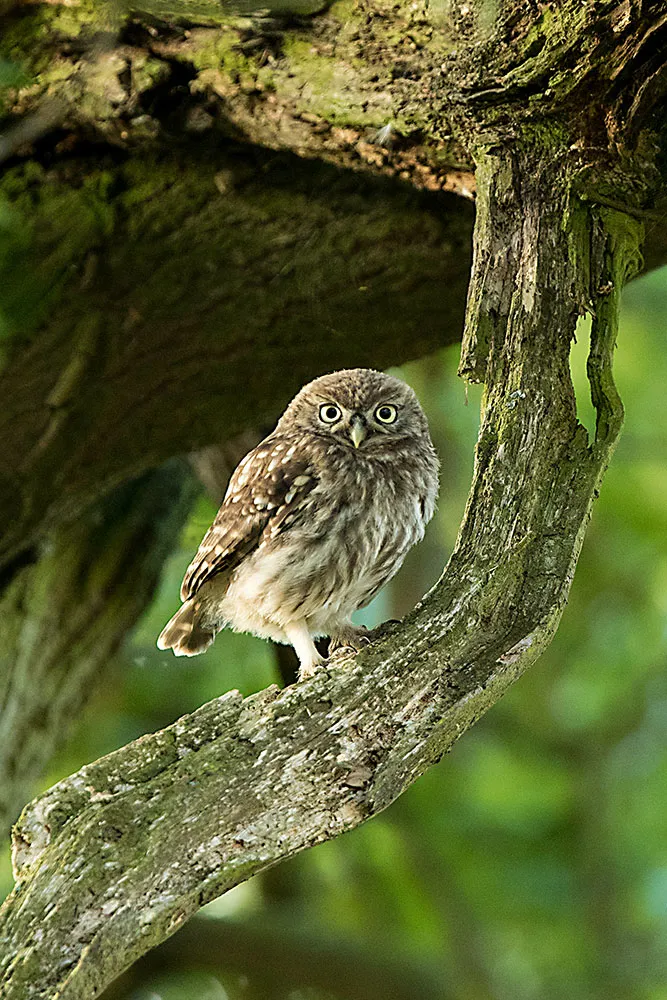 Introducing Little Owls