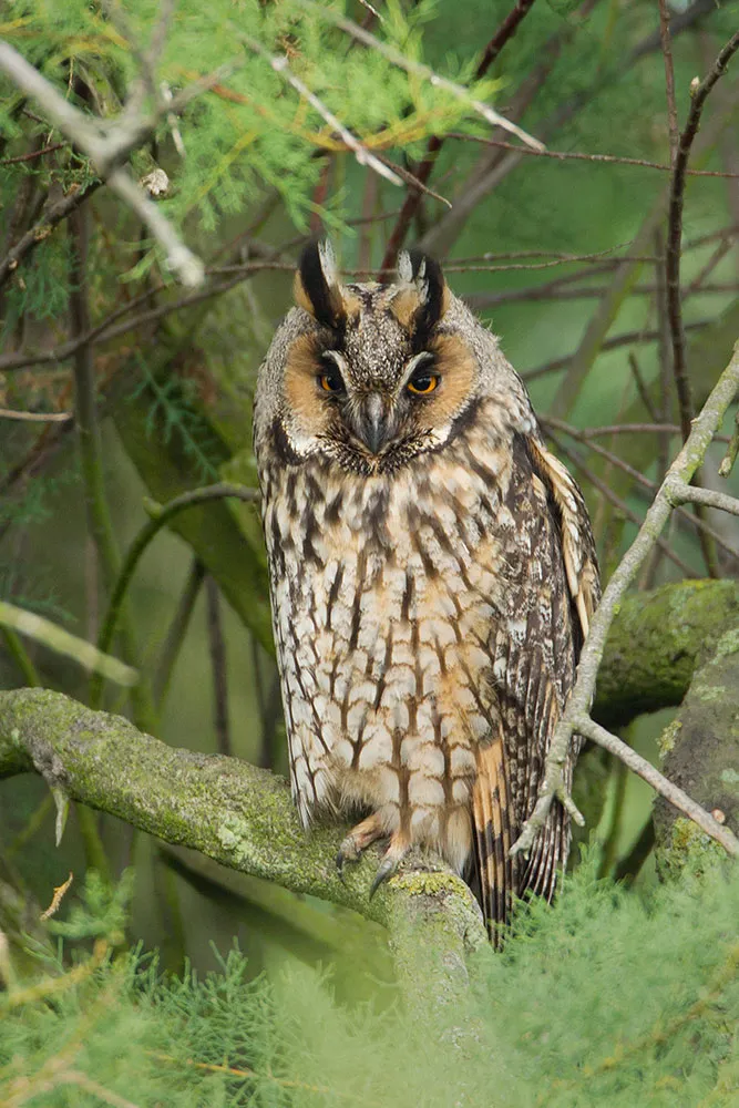 Introducing Long-eared Owls