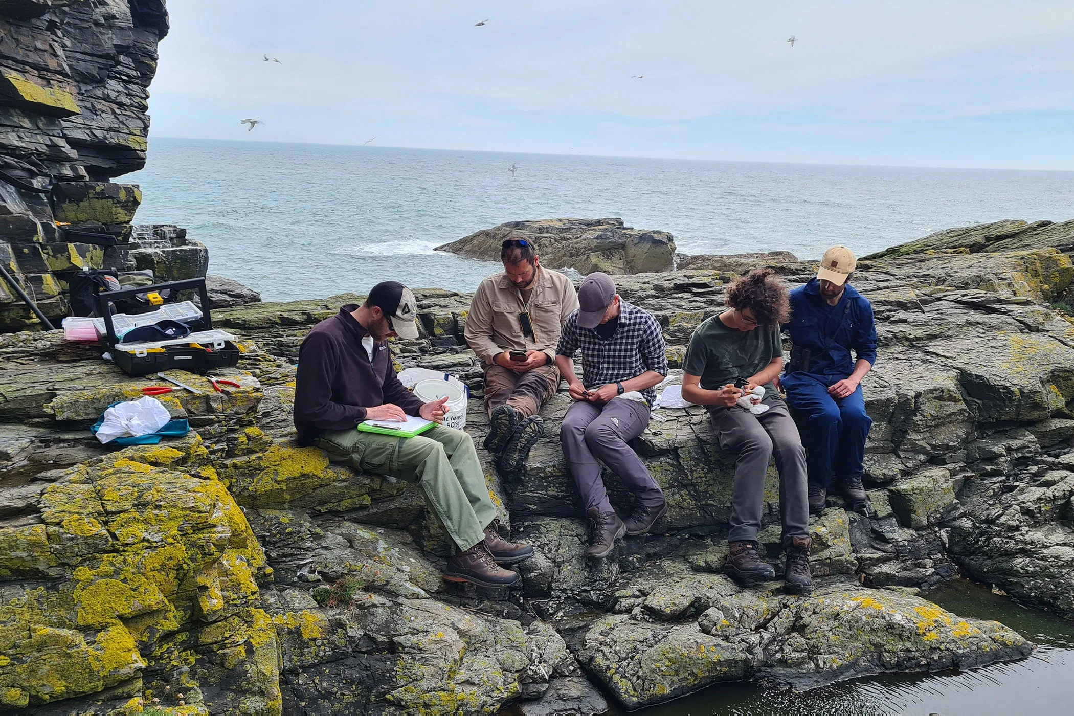 Seabird ringing, by Katherine Booth Jones / BTO