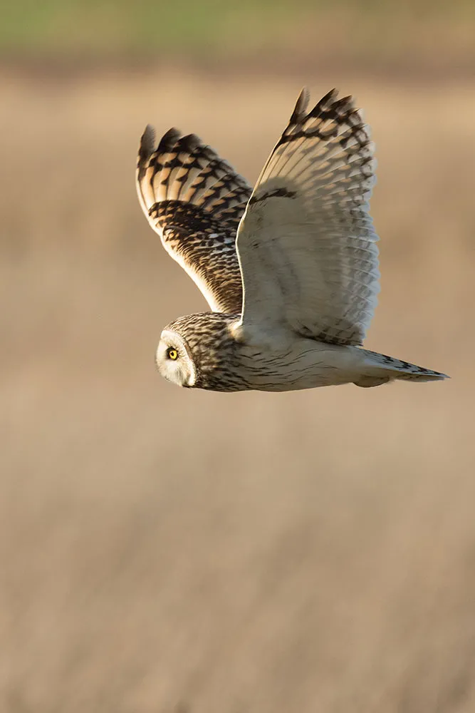 Introducing Short-eared Owls