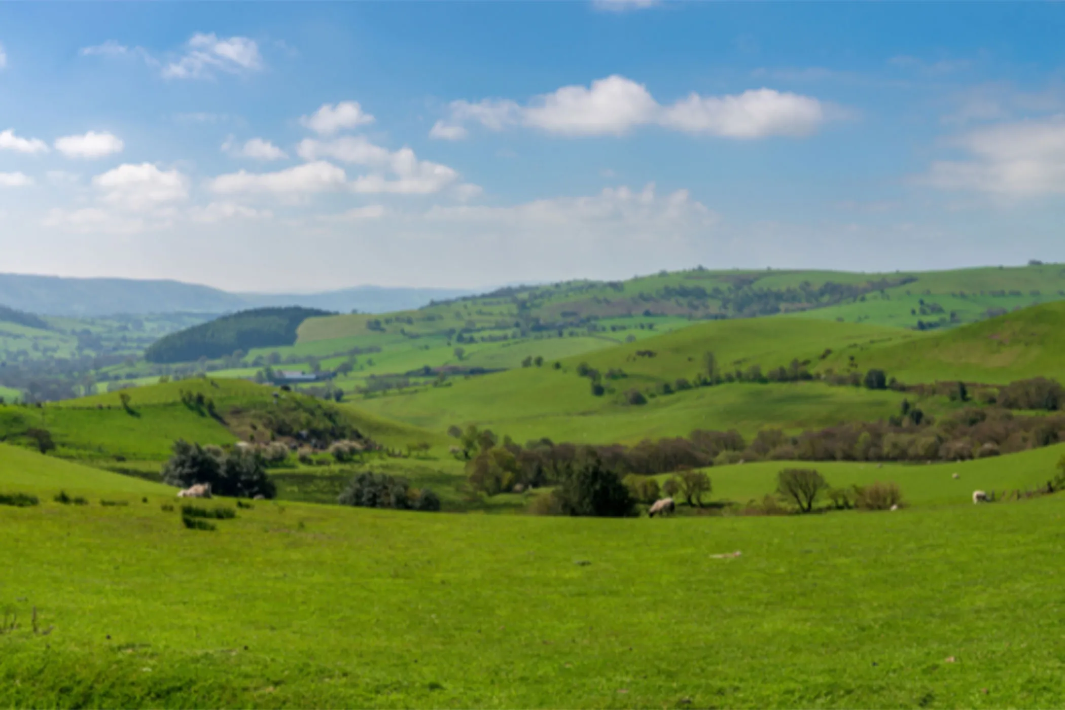 Protected areas and birds