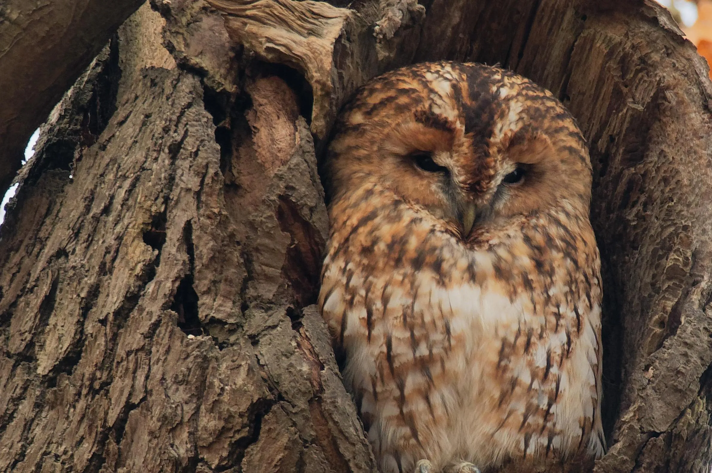 Tawny Owl, by Liz Cutting / BTO
