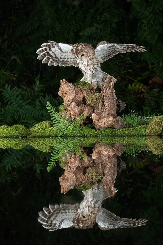 Introducing Tawny Owls