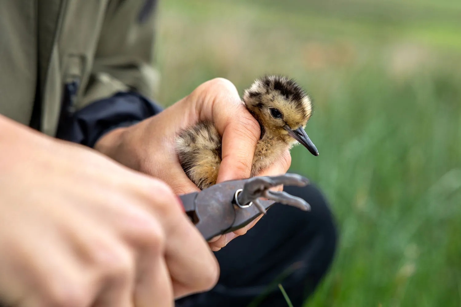 Ringing a Curlew chick, by Rich Bunce
